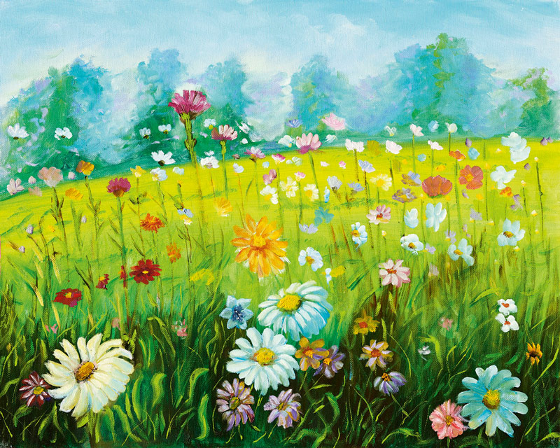 Bild Blumen Sommerwiese Bild Blumen Sommerwiese