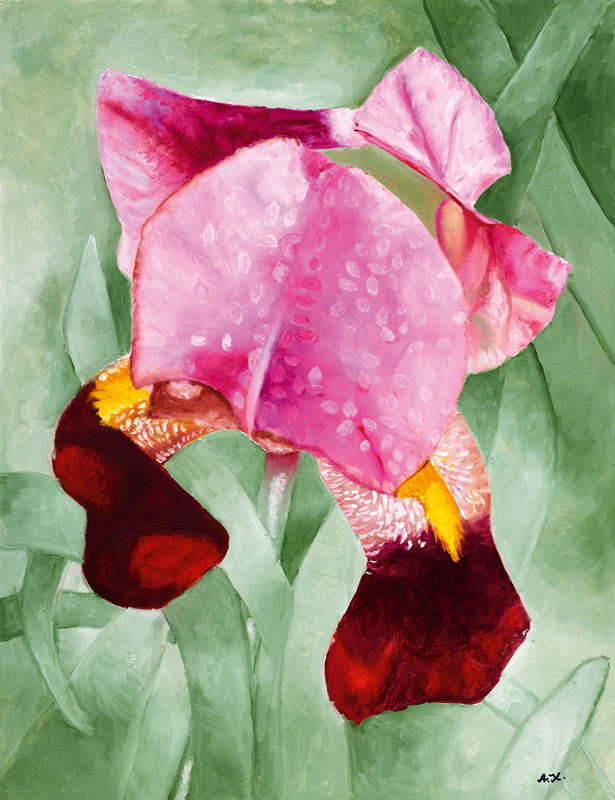 Bild Lilienblüte